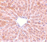 PAB13215 - TIP47 / M6PRBP1