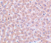 PAB13216 - TIP47 / M6PRBP1
