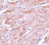 PAB13219 - TRPC3 / TRP3