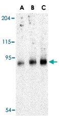 PAB13220 - TRPC6 / TRP6