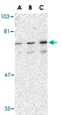 PAB13222 - PTPN11 / PTP2C
