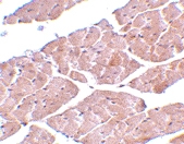 PAB13224 - TRPC3 / TRP3