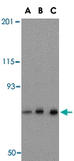 PAB13231 - Nicastrin