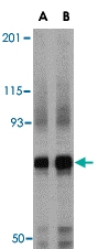 PAB13232 - Nicastrin
