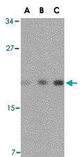 PAB13236 - TMED10 / TMP21