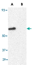 PAB13243 - CD294 / GPR44