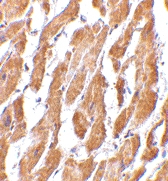 PAB13243 - CD294 / GPR44