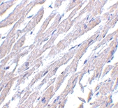 PAB13244 - CD294 / GPR44