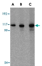 PAB13246 - Helicard