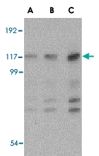 PAB13247 - Helicard