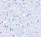 PAB13253 - CD279 / PD1
