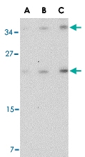PAB13254 - CD234 / DARC