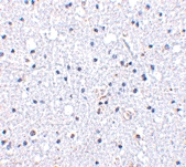 PAB13255 - CD234 / DARC