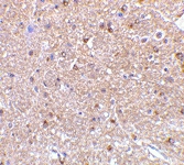 PAB13261 - Reticulon-4 / RTN4