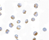 PAB13270 - BUB1A