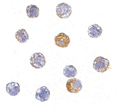 PAB13284 - TARDBP