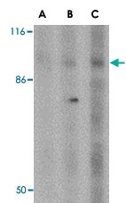 PAB13288 - DISC1