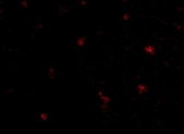 PAB13315 - Zygin-2