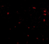 PAB13316 - Zygin-2