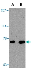 PAB13356 - AIF3 / AIFM3