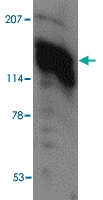 PAB13361 - AMBRA1