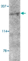 PAB13362 - AMBRA1