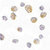 PAB13374 - SLC35D1 / UGTREL7
