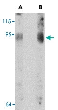 PAB13387 - BICD2