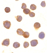 PAB13398 - TNFRSF25 / DR3 / TRAMP