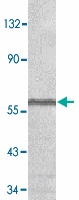 PAB13398 - TNFRSF25 / DR3 / TRAMP