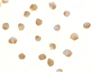 PAB13400 - DFFB / CAD