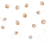PAB13403 - DFFB / CAD