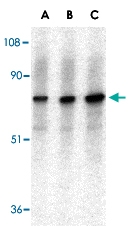 PAB13405 - AIFM1 / AIF