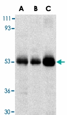 PAB13409 - TRIM5 / RNF88