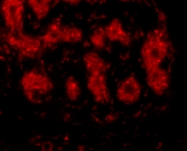 PAB13409 - TRIM5 / RNF88