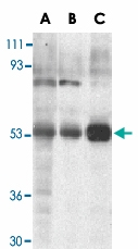 PAB13410 - TRIM5 / RNF88