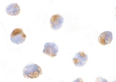 PAB13416 - MCL1