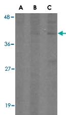 PAB13420 - C1QTNF2