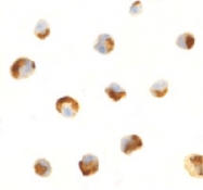 PAB13422 - C1QTNF7
