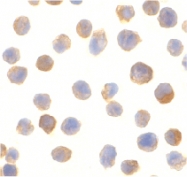 PAB13427 - C1QTNF2