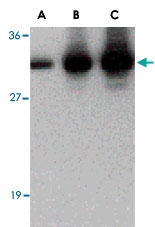 PAB13427 - C1QTNF2