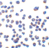 PAB13428 - C1QTNF7