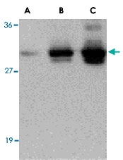 PAB13428 - C1QTNF7