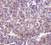 PAB13432 - CD180 / RP105