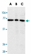 PAB13567 - AIF3 / AIFM3