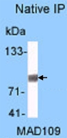 PAB13569 - HSP90AA1 / HSP90 alpha