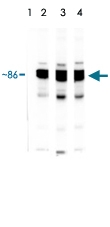 PAB13577 - Heat Shock Protein 90 / HSP90