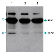 PAB13584 - RPA1/2/3 / RFA1/2/3