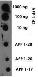 PAB13587 - Amyloid beta