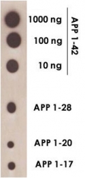 PAB13588 - Amyloid beta